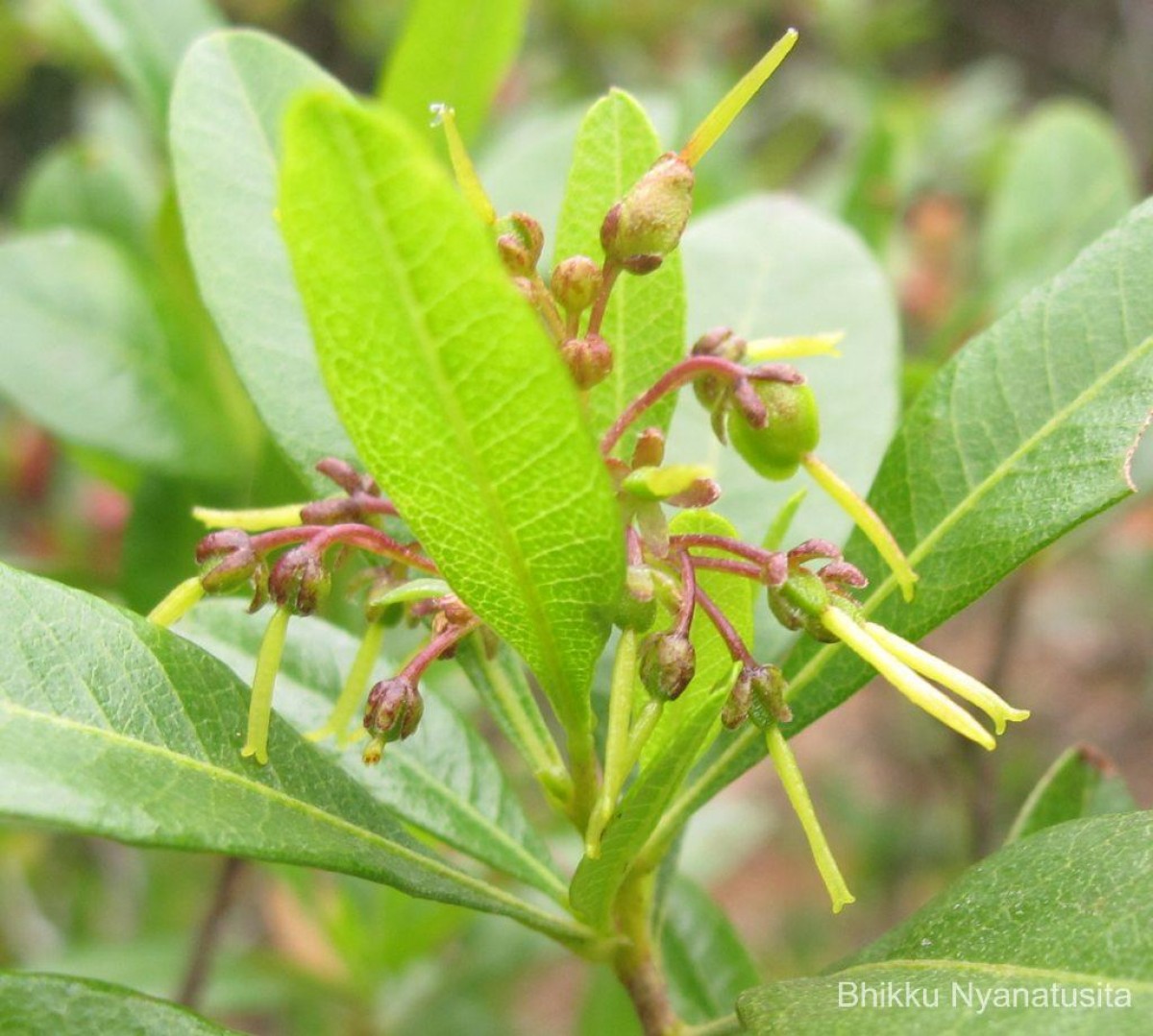 Dodonaea viscosa Jacq.